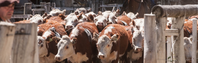 Rural de Neuquen Expo Bovinos